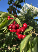  其黄金产区如地方山谷、安第斯山麓